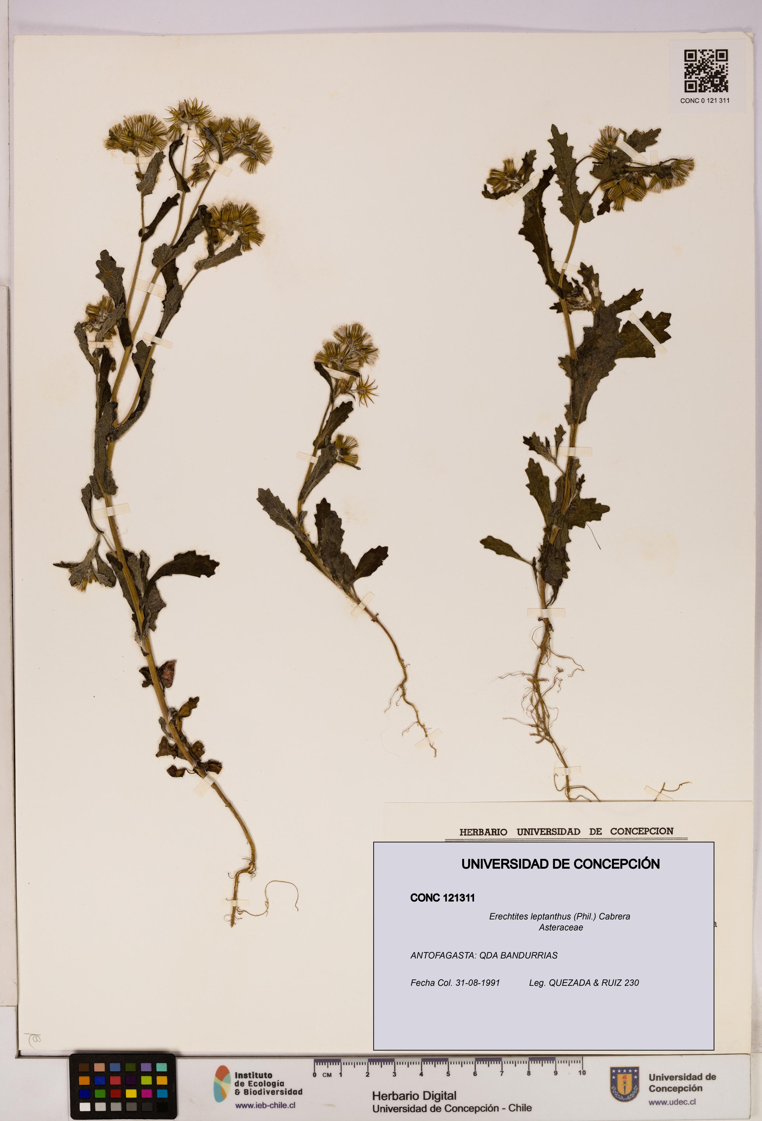 Erechtites leptanthus [Espécimen: ]