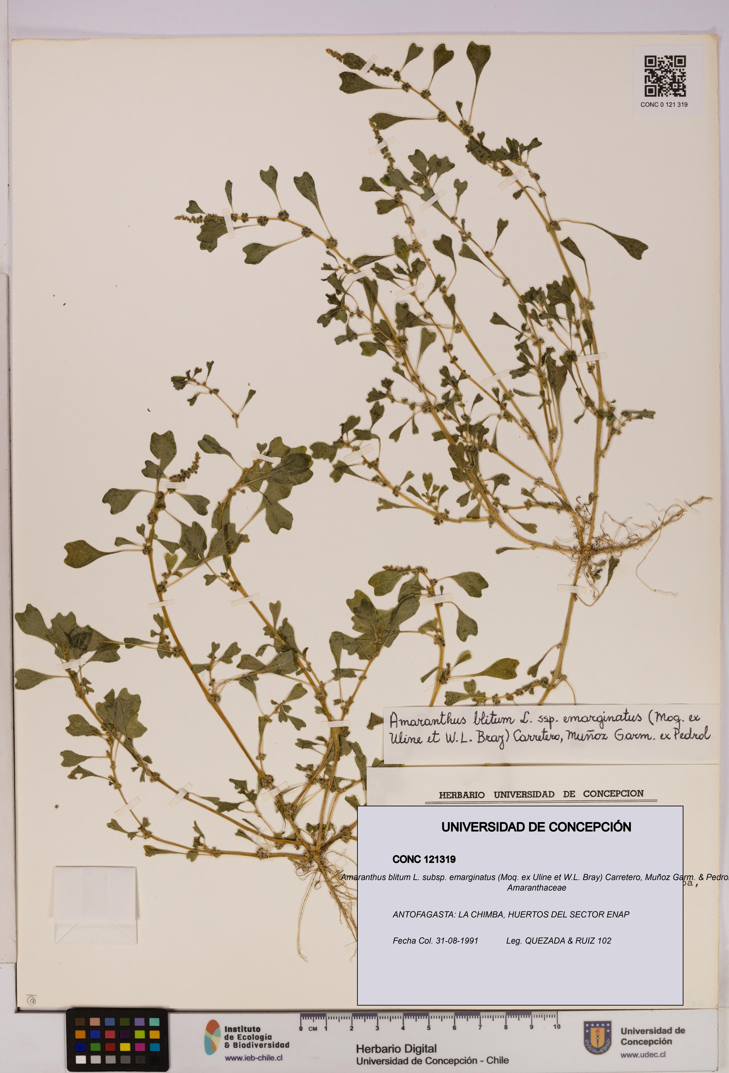 Amaranthus blitum subsp. emarginatus [Espécimen: UDEC:CONC:0121319]