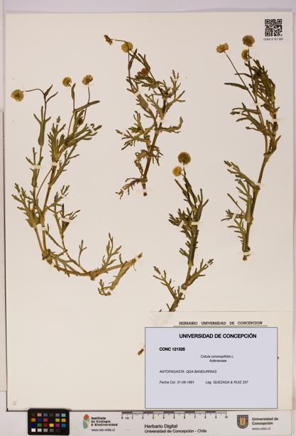 Cotula coronopifolia [Espécimen: UDEC:CONC:0121325]