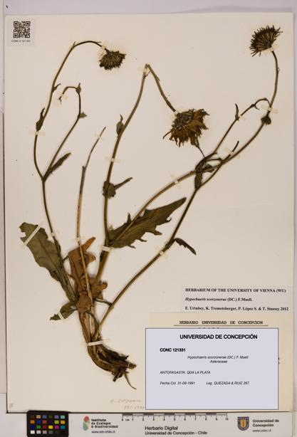 Hypochaeris scorzonerae [Espécimen: UDEC:CONC:0121331]