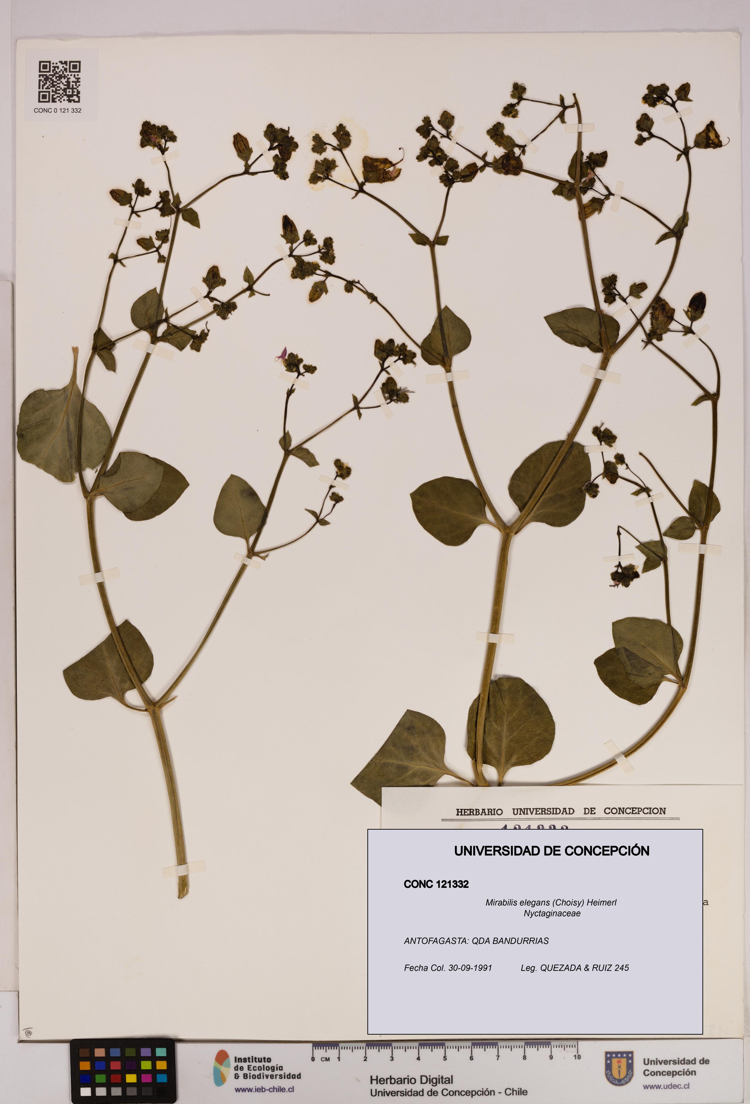 Mirabilis elegans [Espécimen: UDEC:CONC:0121332]