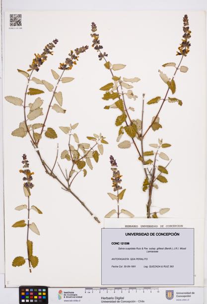 Salvia cuspidata subsp. gilliesii [Espécimen: ]