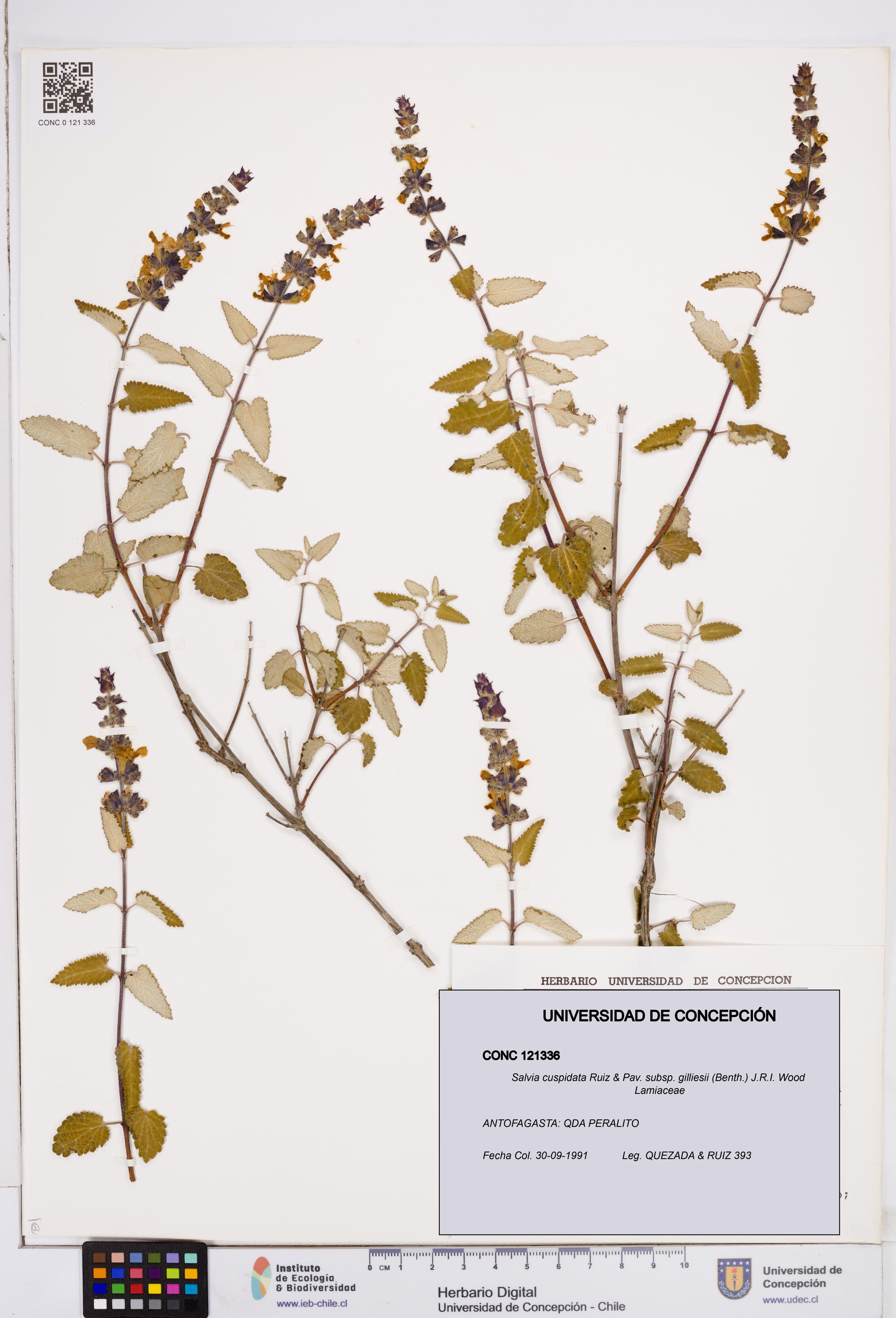 Salvia cuspidata subsp. gilliesii [Espécimen: ]