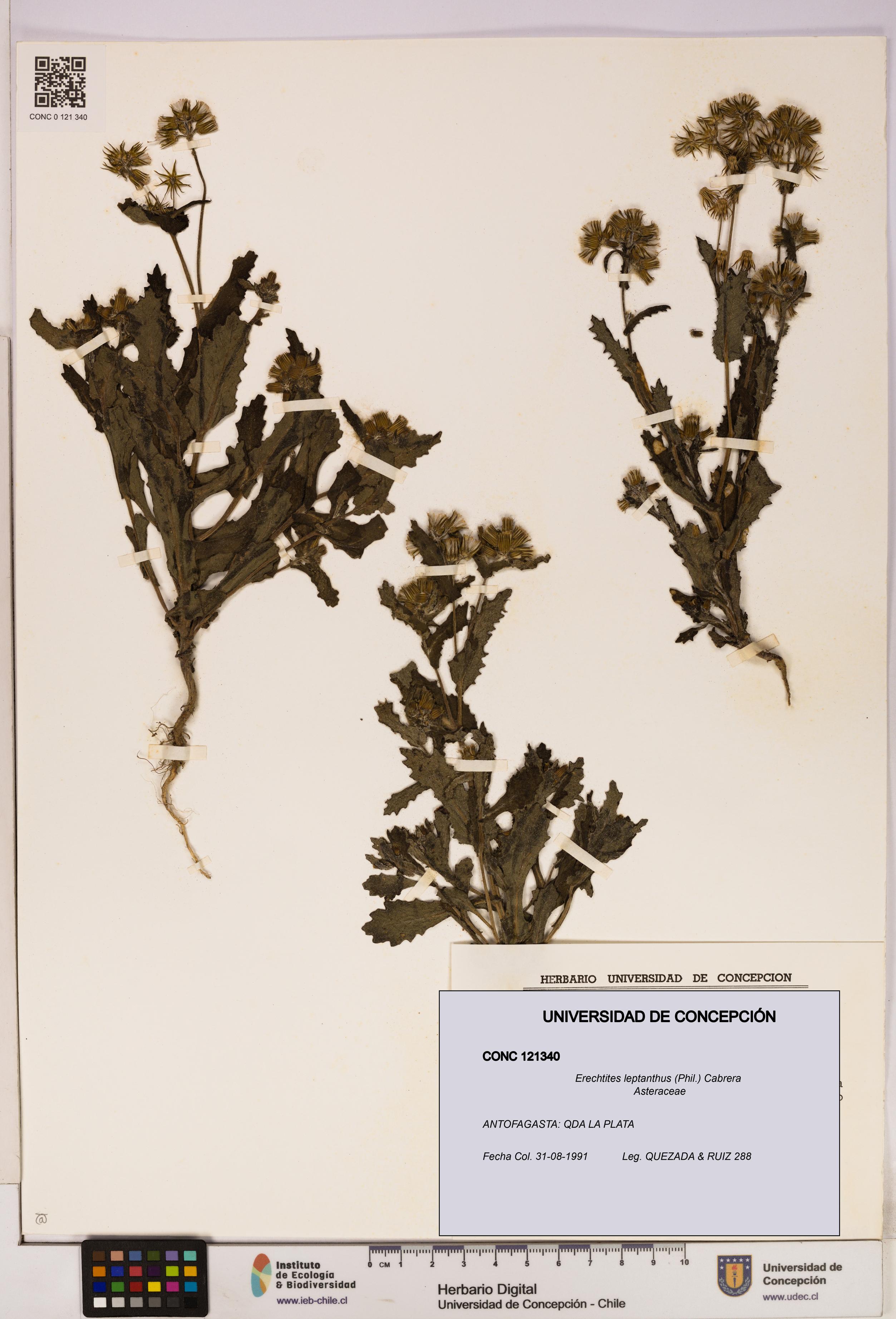 Erechtites leptanthus [Espécimen: ]