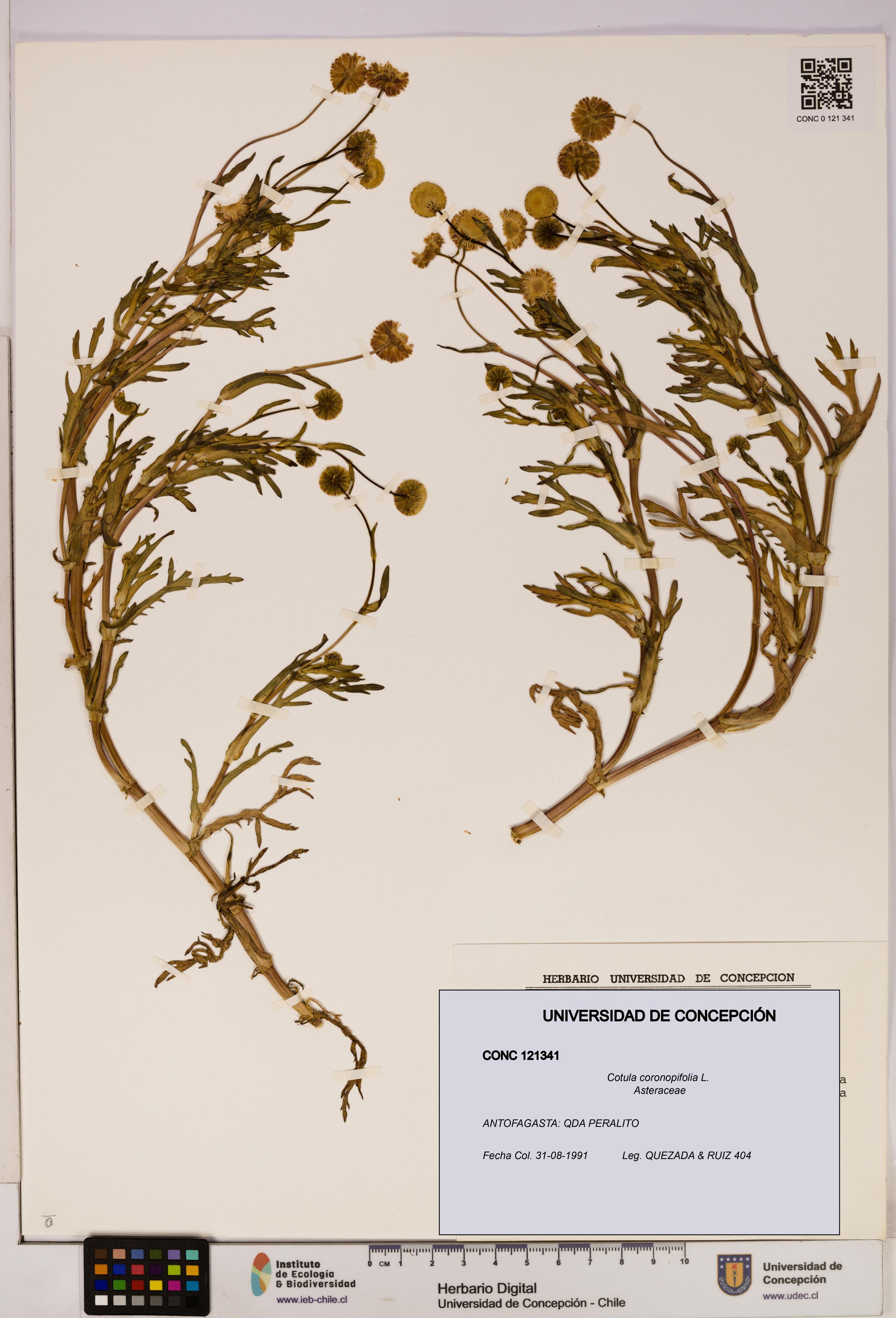 Cotula coronopifolia [Espécimen: UDEC:CONC:0121341]