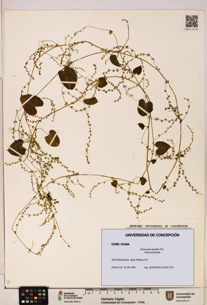 Dioscorea tenella [Espécimen: ]