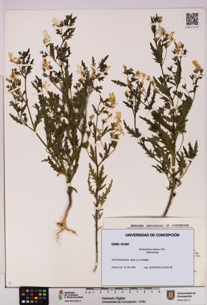 Schizanthus lacteus [Espécimen: UDEC:CONC:0121351]