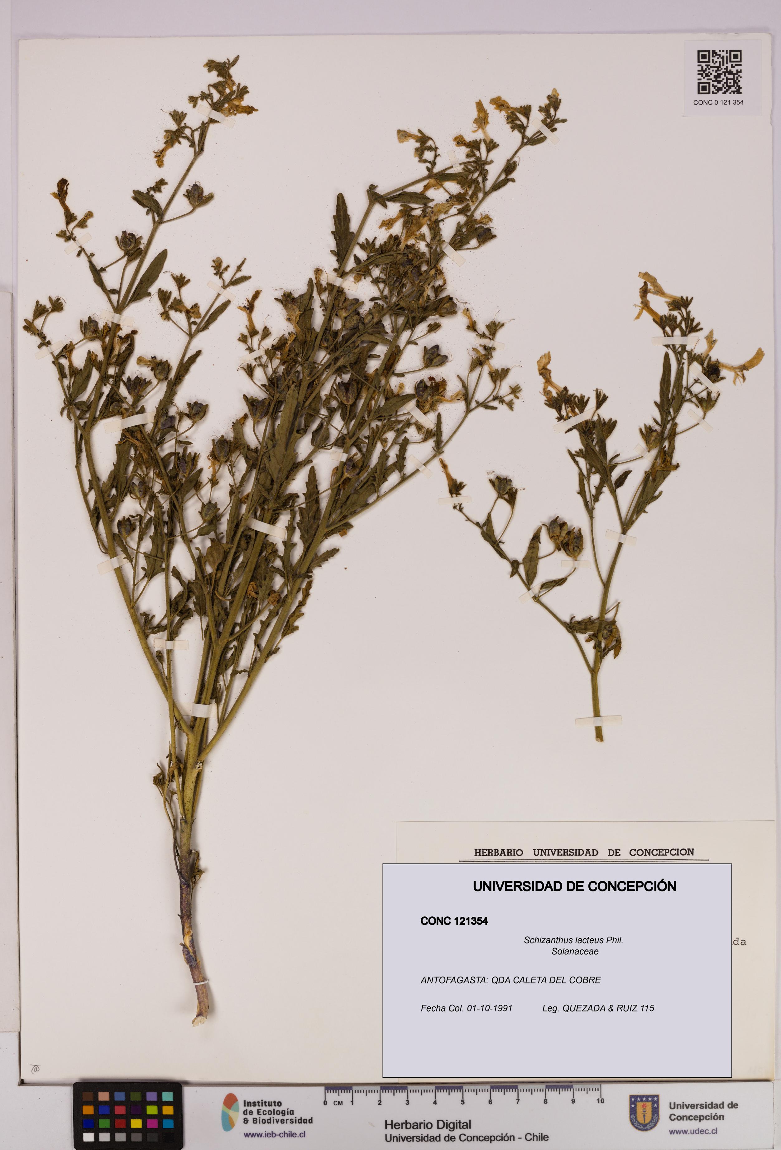 Schizanthus lacteus [Espécimen: UDEC:CONC:0121354]