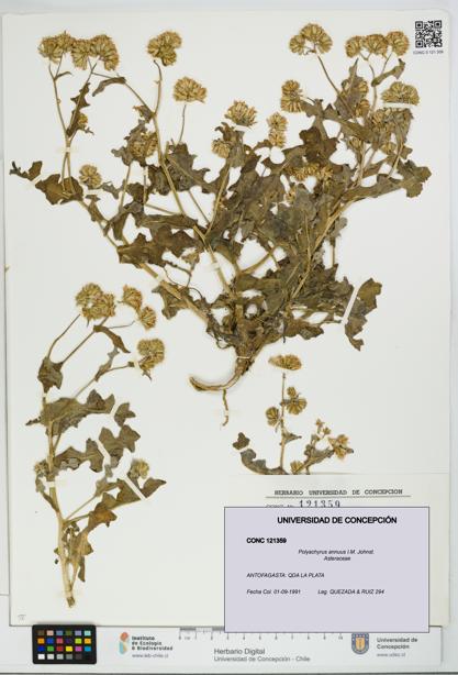 Polyachyrus annuus [Espécimen: UDEC:CONC:0121359]