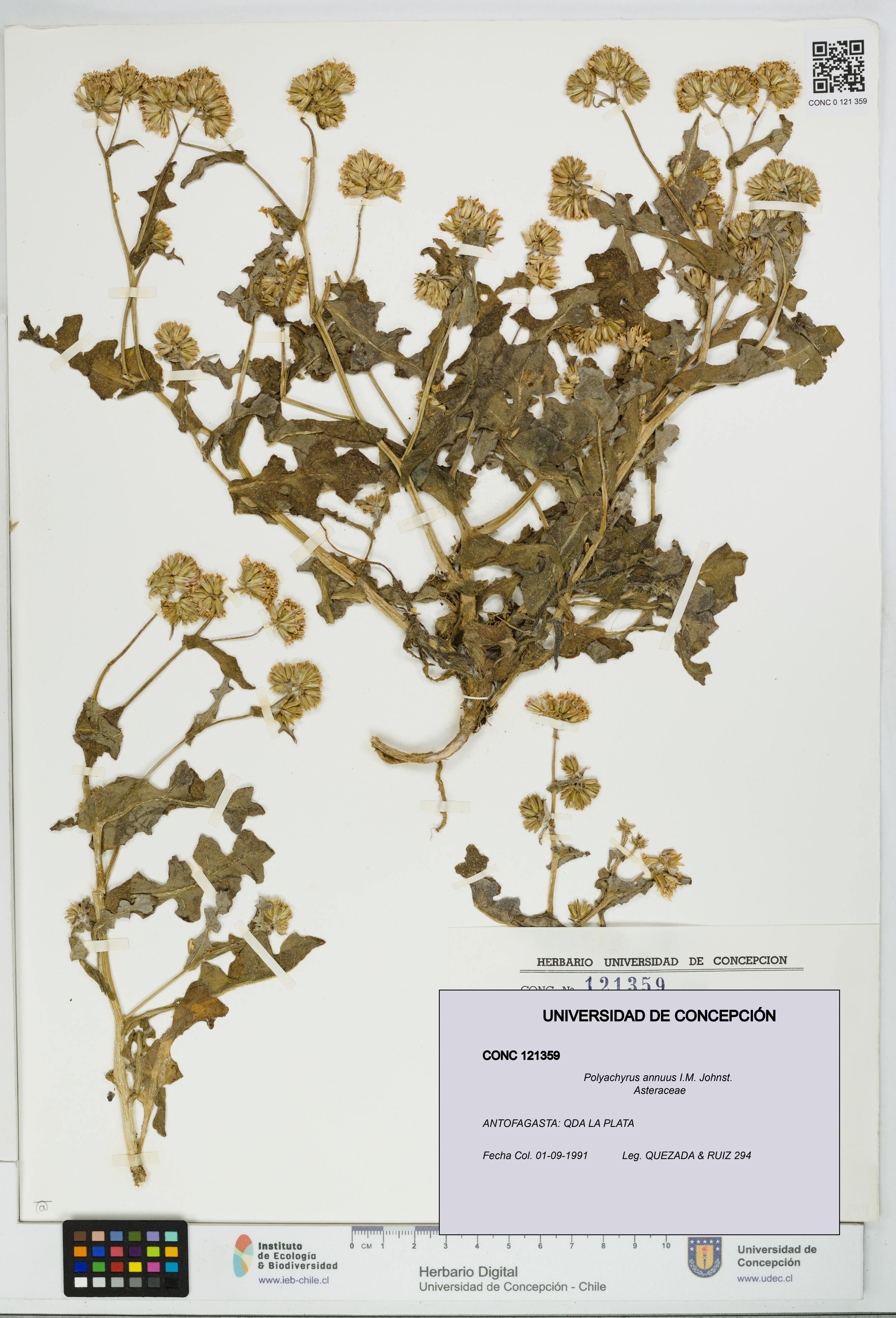 Polyachyrus annuus [Espécimen: UDEC:CONC:0121359]