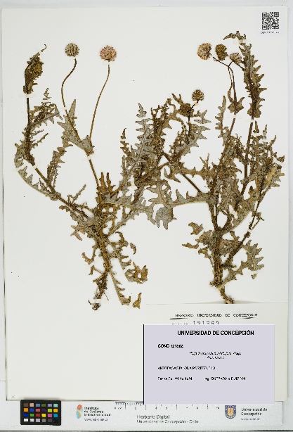 Polyachyrus fuscus [Espécimen: UDEC:CONC:0121362]
