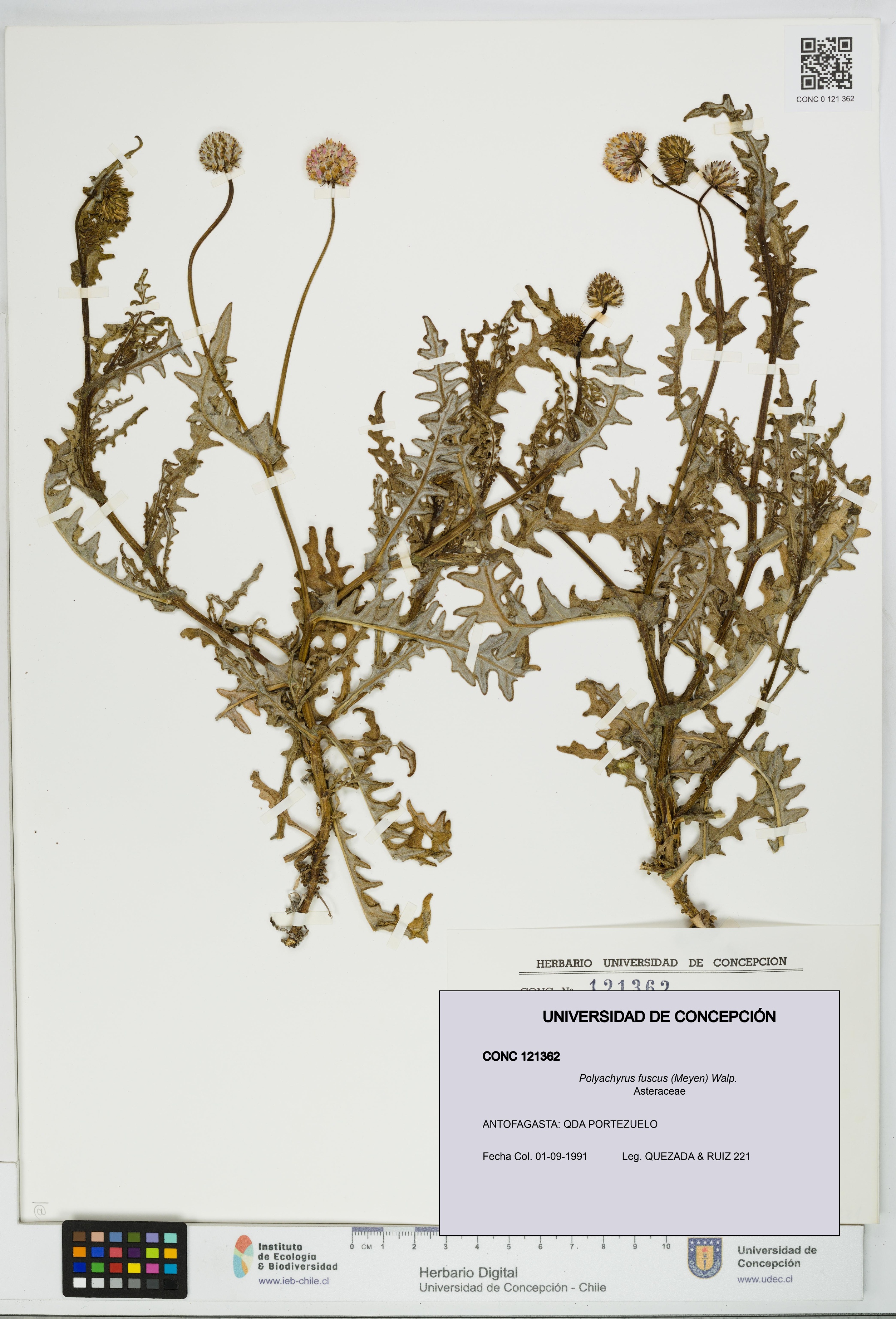 Polyachyrus fuscus [Espécimen: UDEC:CONC:0121362]