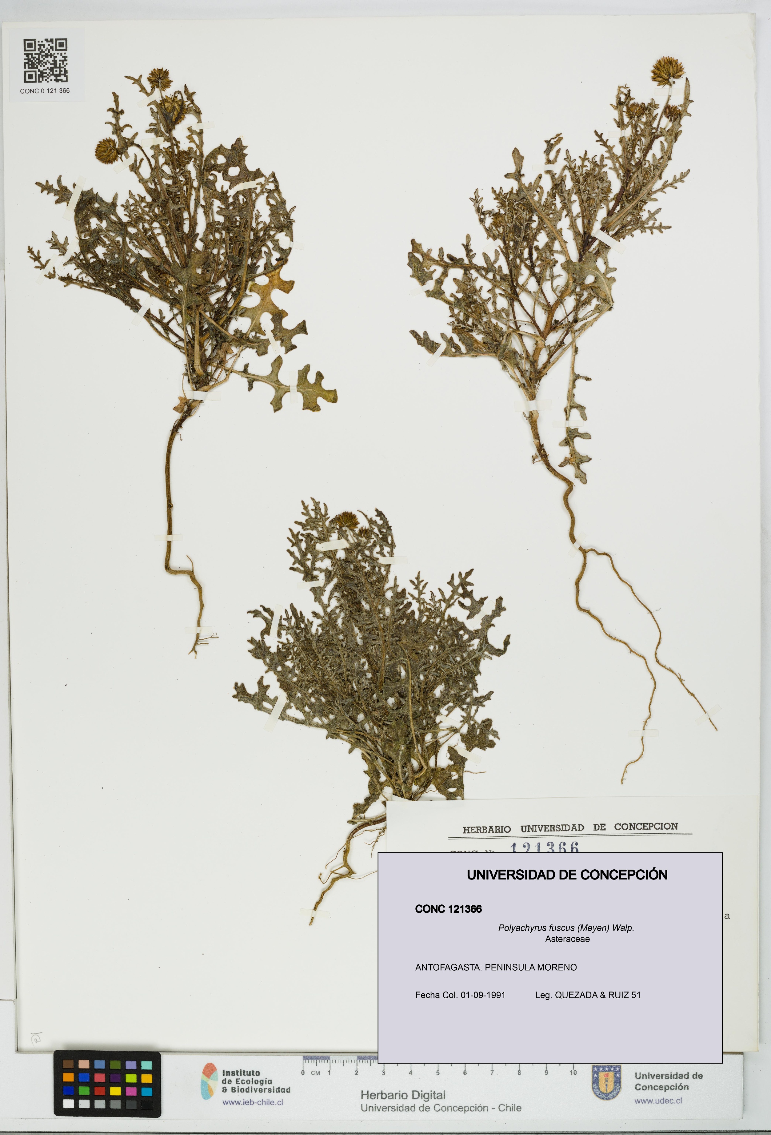 Polyachyrus fuscus [Espécimen: UDEC:CONC:0121366]