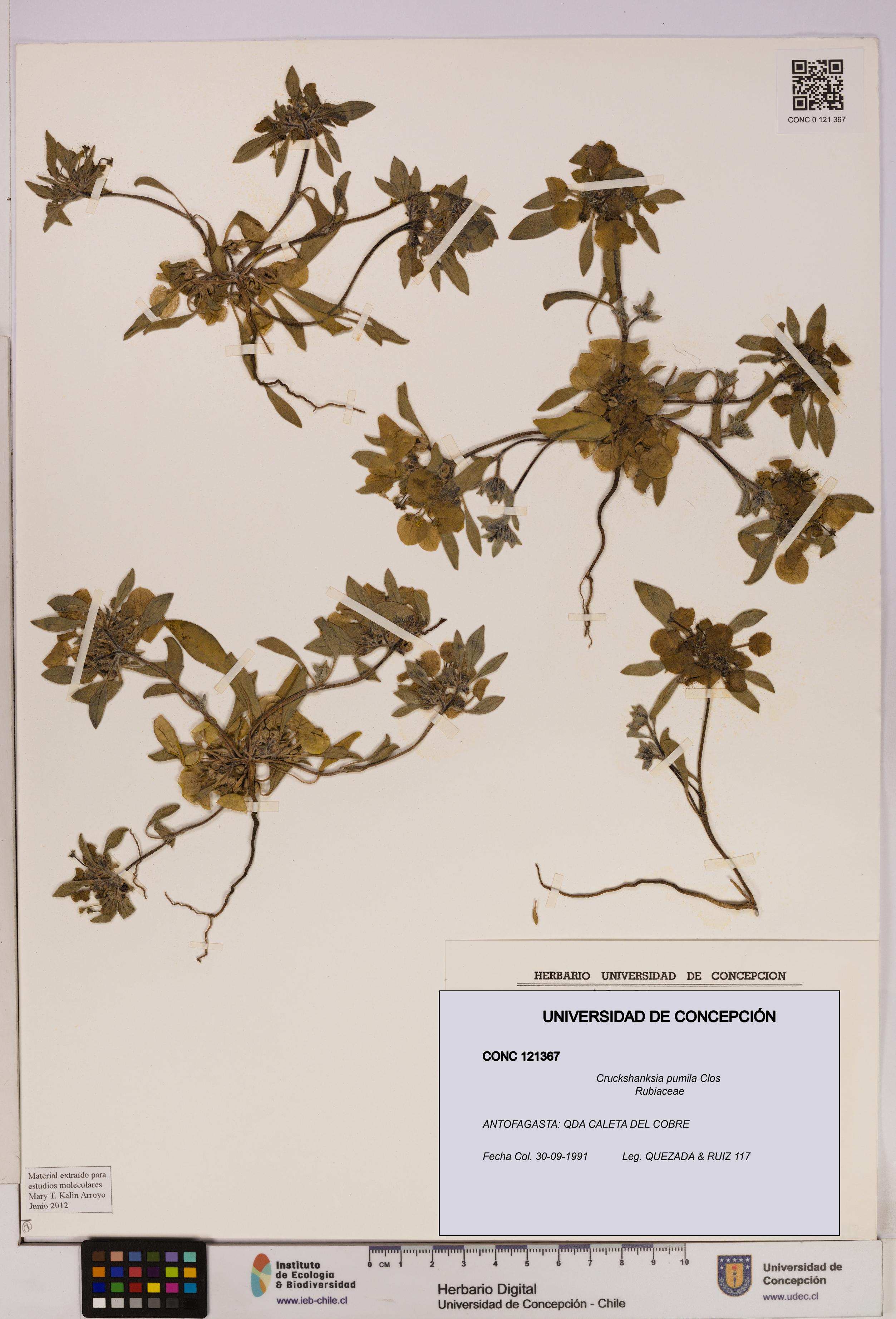 Cruckshanksia pumila [Espécimen: UDEC:CONC:0121367]