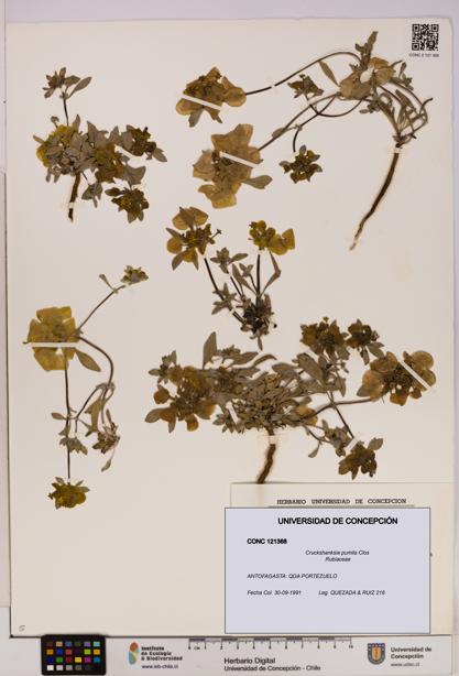 Cruckshanksia pumila [Espécimen: UDEC:CONC:0121368]