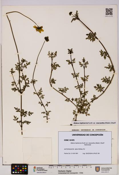 Bidens triplinervia [Espécimen: UDEC:CONC:0121372]