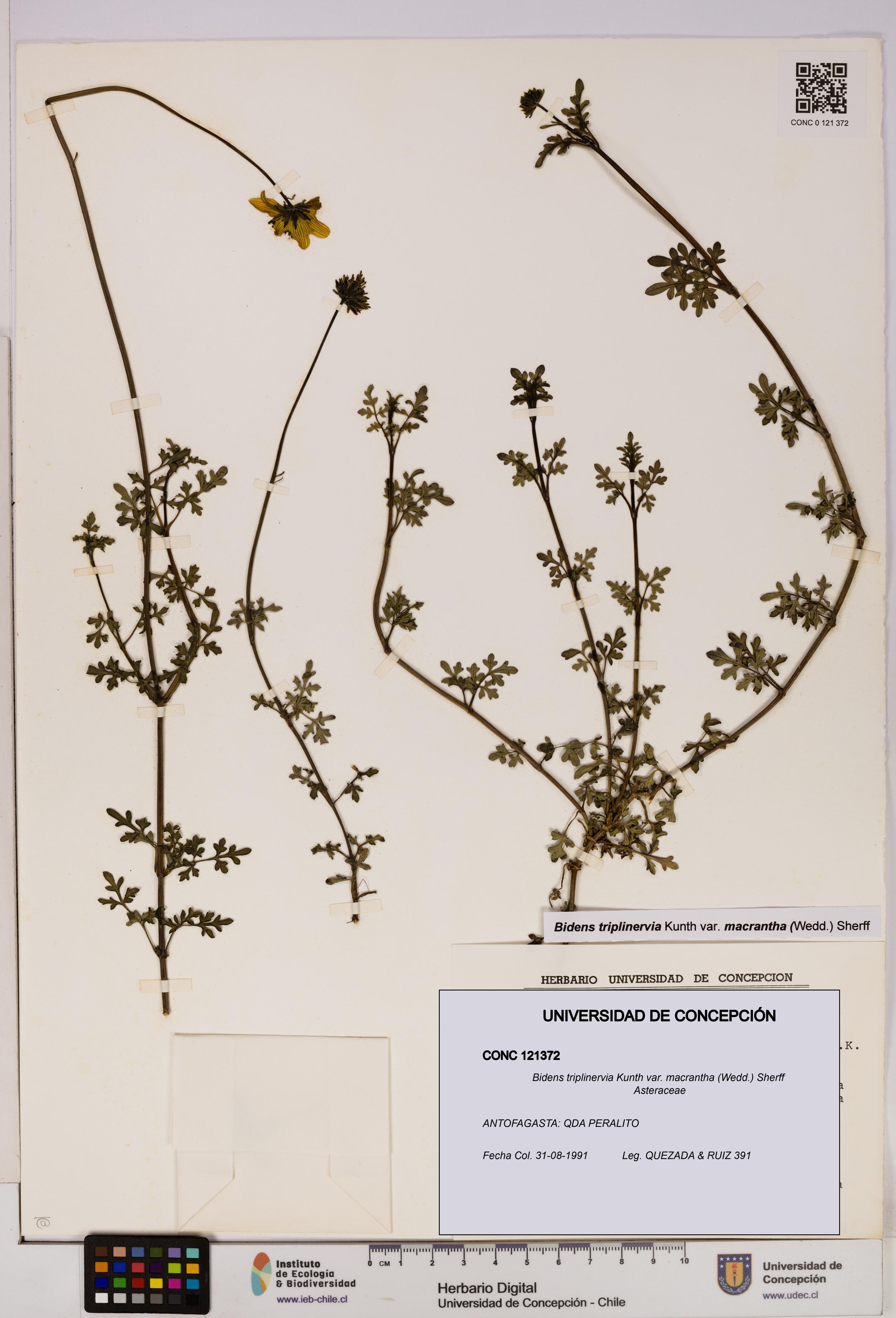 Bidens triplinervia [Espécimen: UDEC:CONC:0121372]