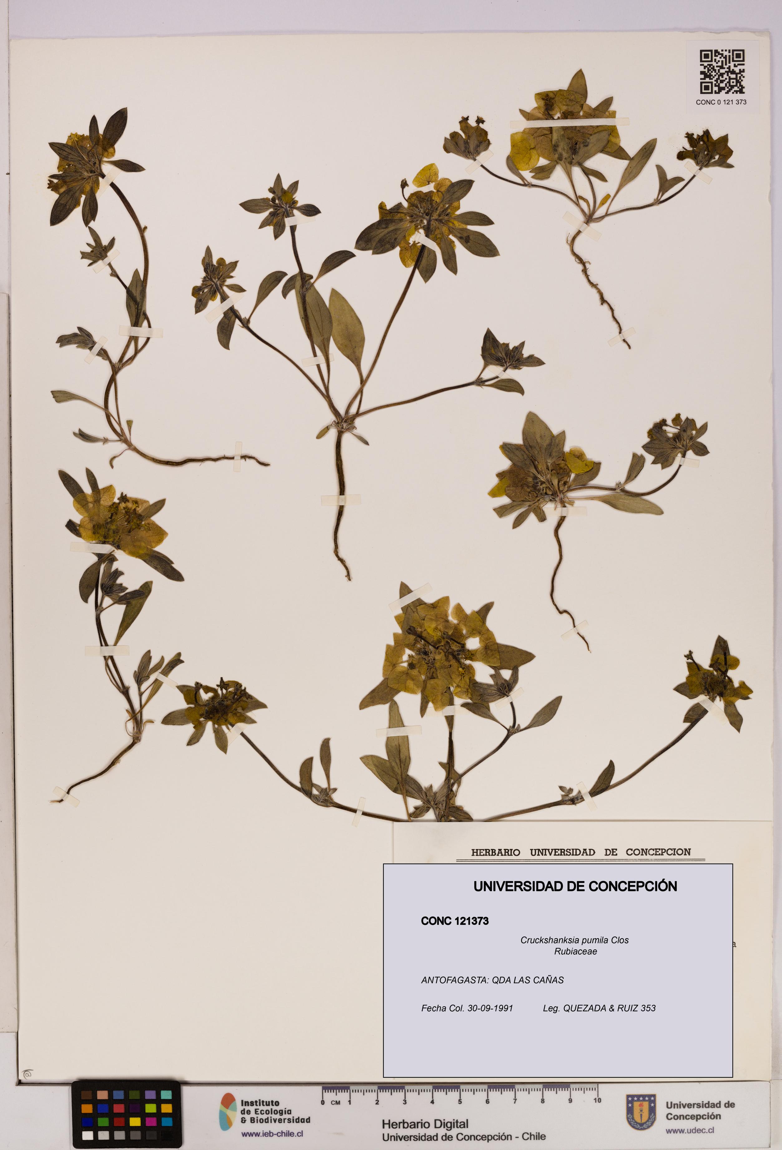 Cruckshanksia pumila [Espécimen: UDEC:CONC:0121373]