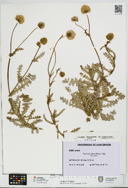 Polyachyrus fuscus [Espécimen: UDEC:CONC:0121381]