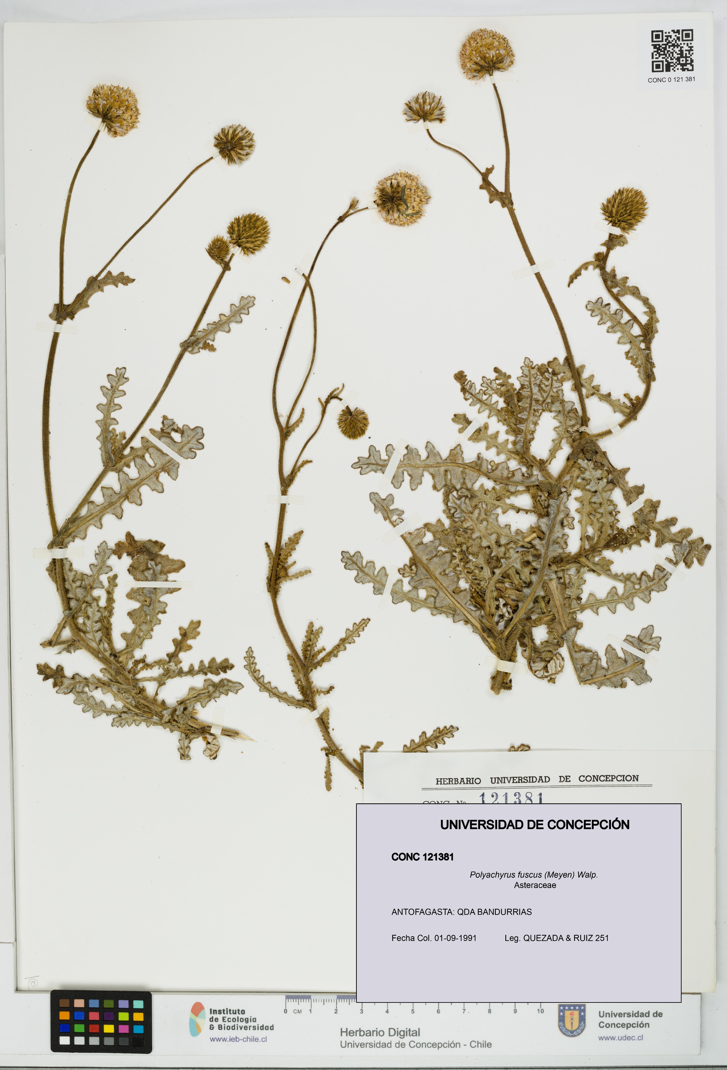 Polyachyrus fuscus [Espécimen: UDEC:CONC:0121381]