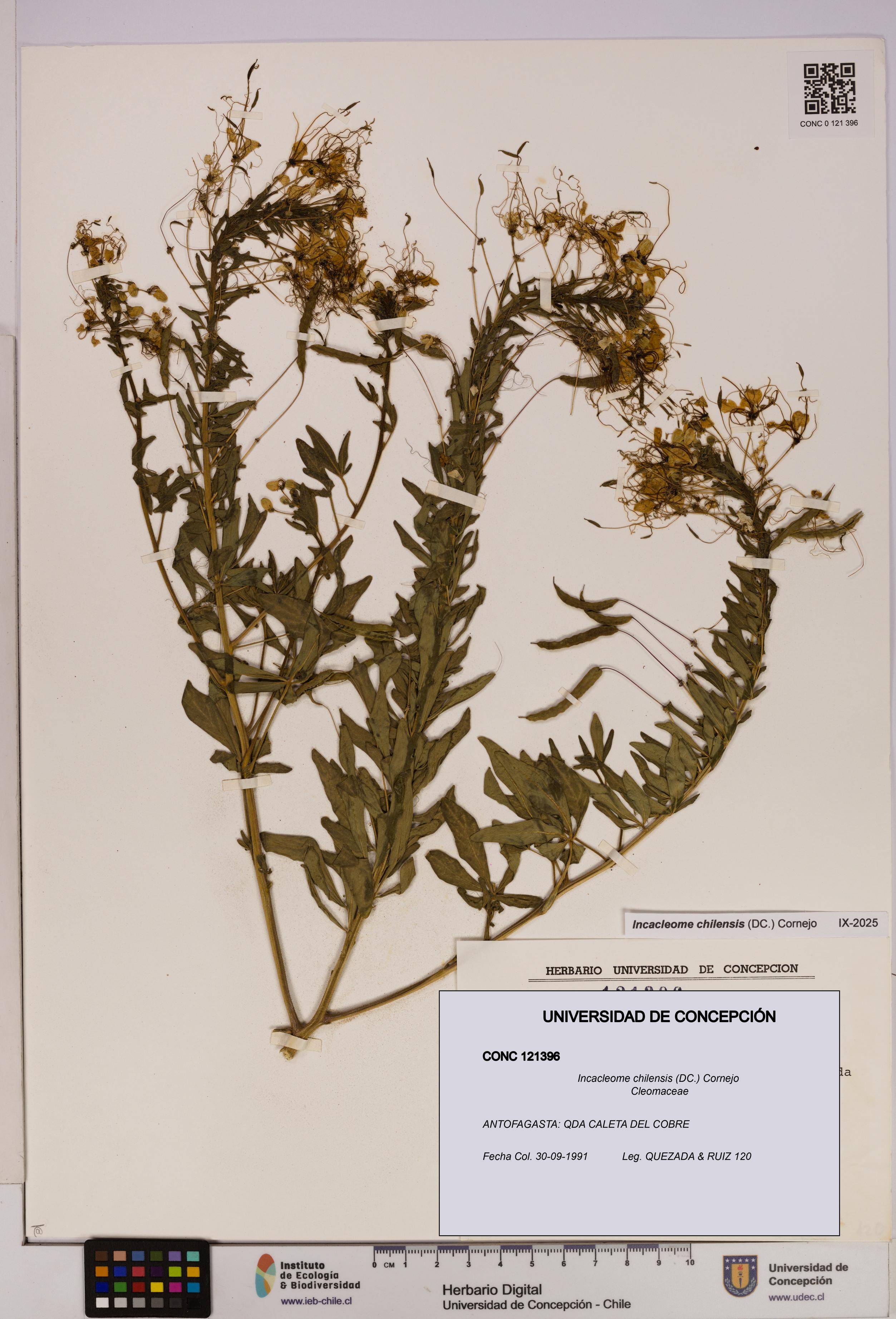 Incacleome chilensis [Espécimen: UDEC:CONC:0121396]