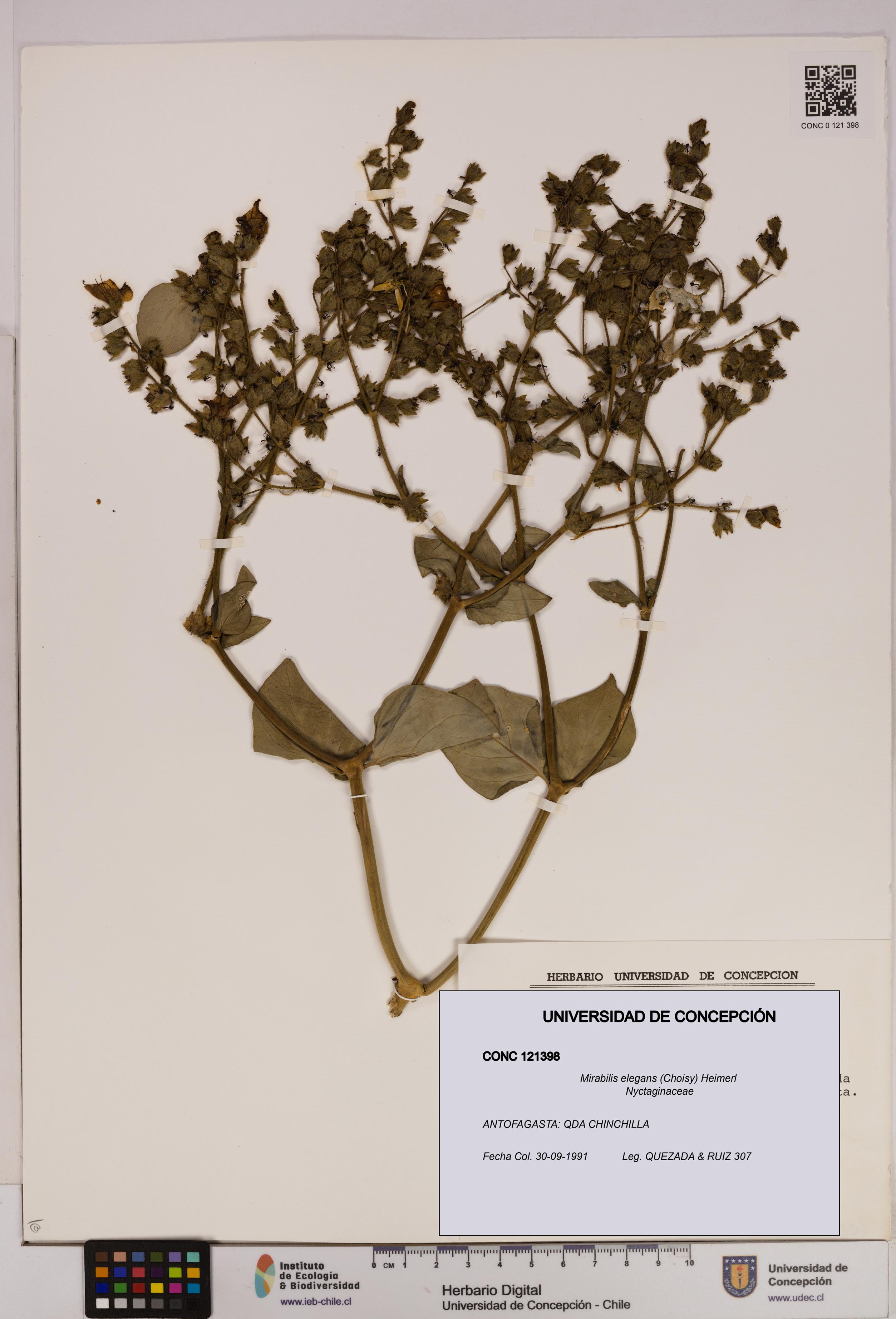 Mirabilis elegans [Espécimen: UDEC:CONC:0121398]