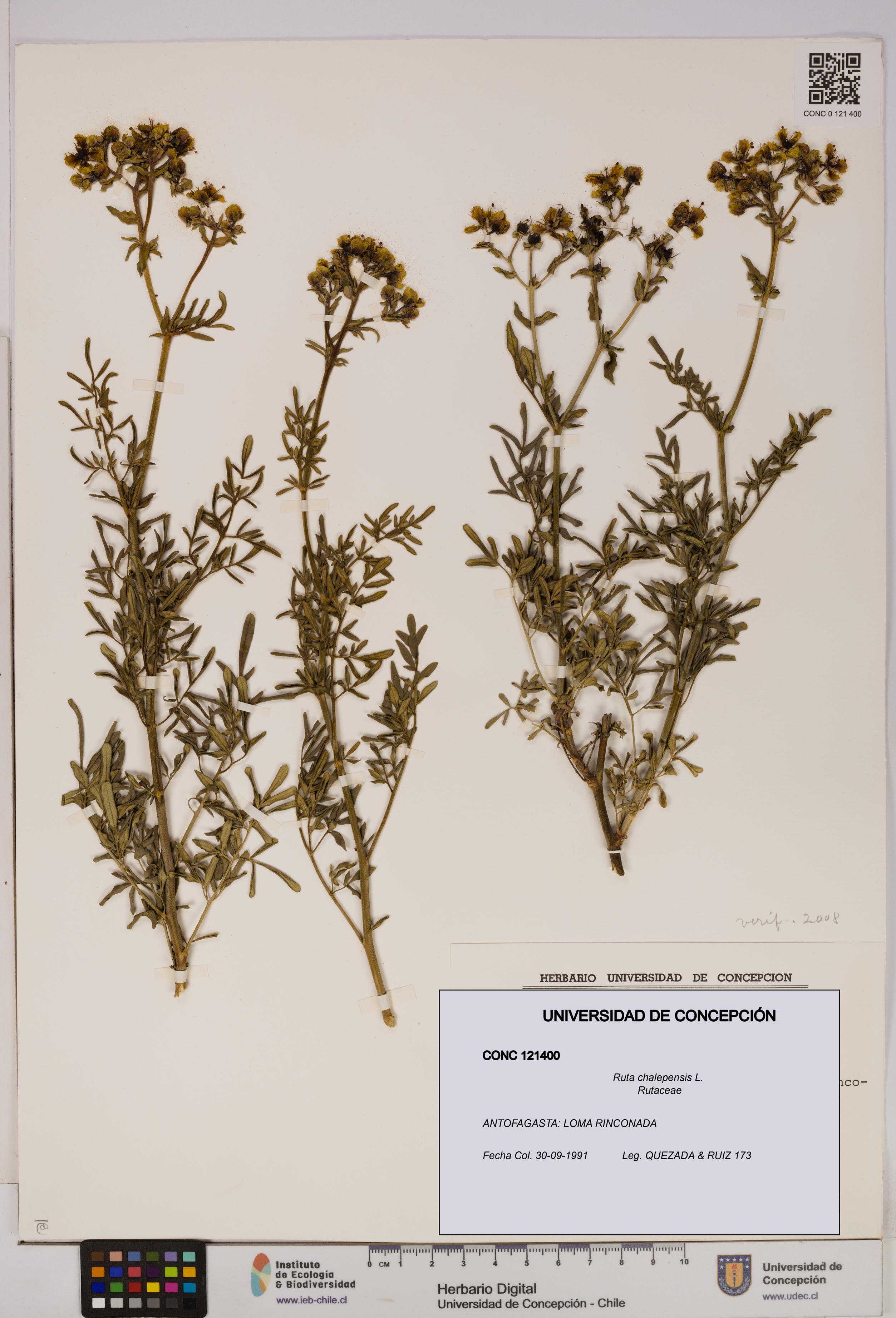 Ruta chalepensis [Espécimen: UDEC:CONC:0121400]