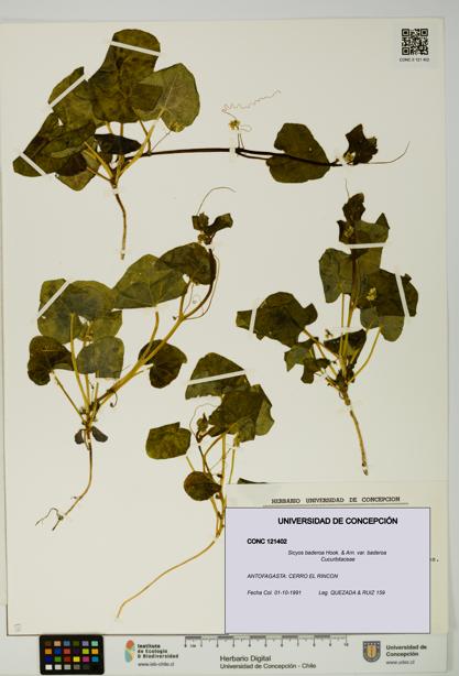 Sicyos baderoa var. baderoa [Espécimen: UDEC:CONC:0121402]