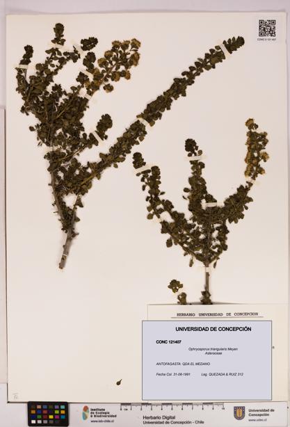 Ophryosporus triangularis [Espécimen: UDEC:CONC:0121407]