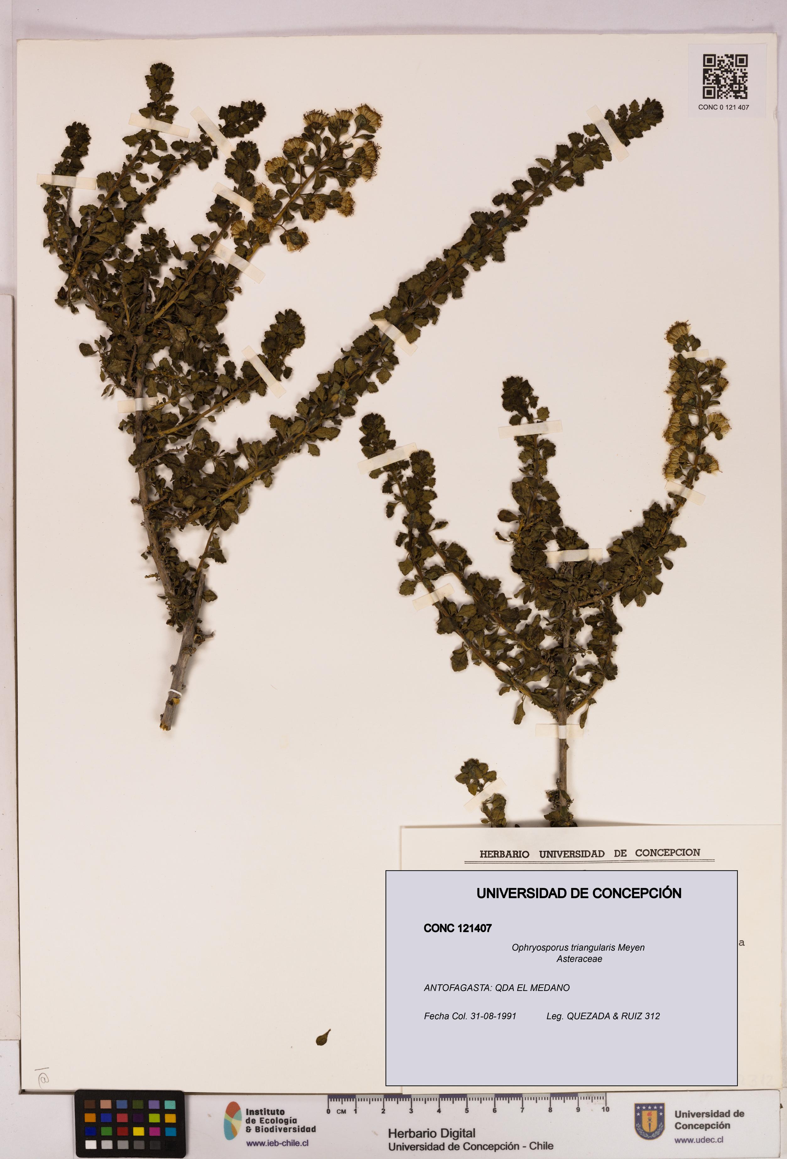 Ophryosporus triangularis [Espécimen: UDEC:CONC:0121407]