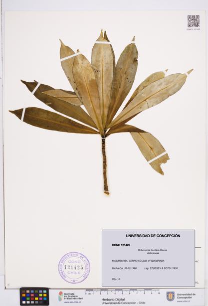 Robinsonia thurifera [Espécimen: ]