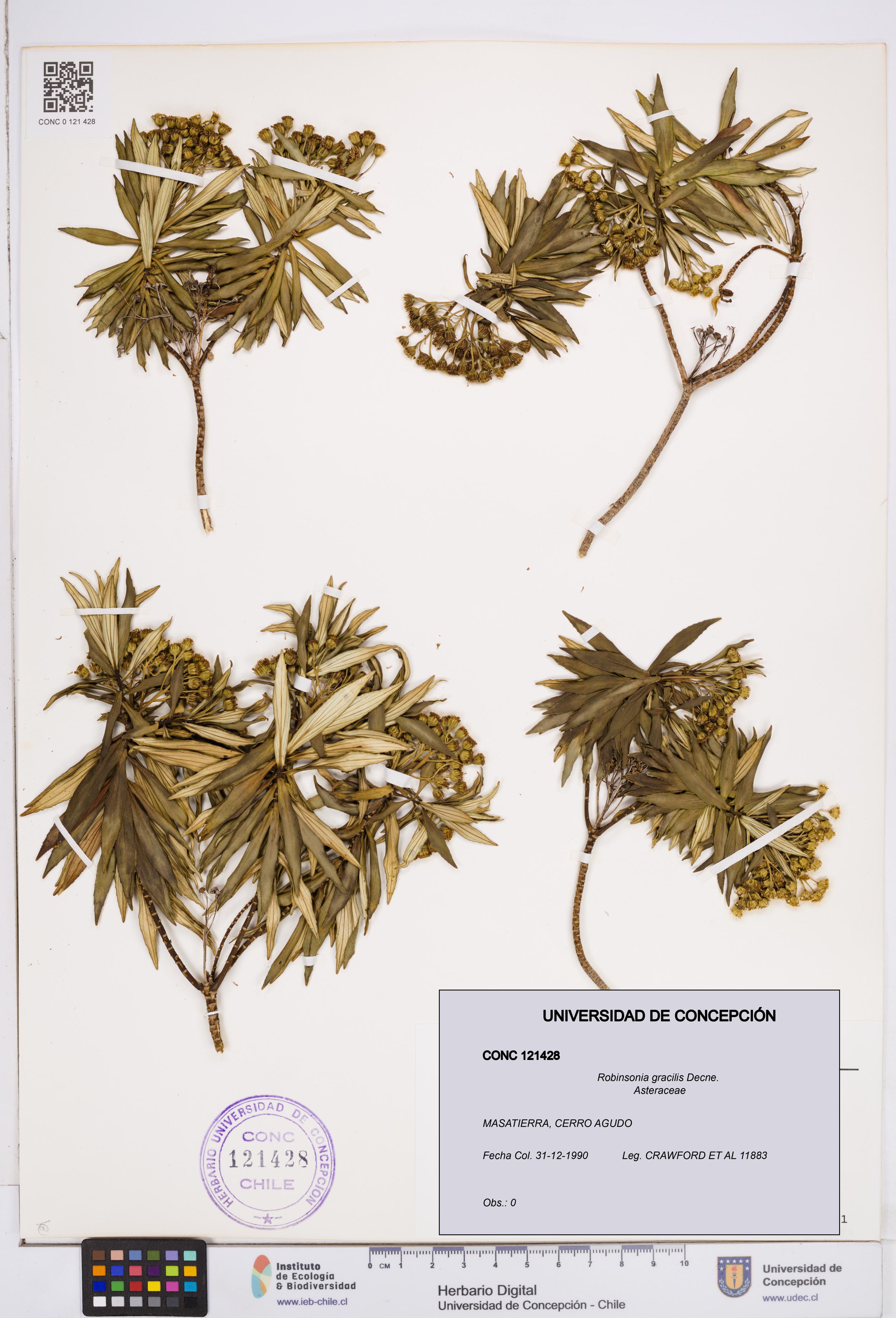 Robinsonia gracilis [Espécimen: ]