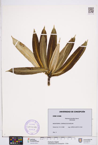 Robinsonia thurifera [Espécimen: ]