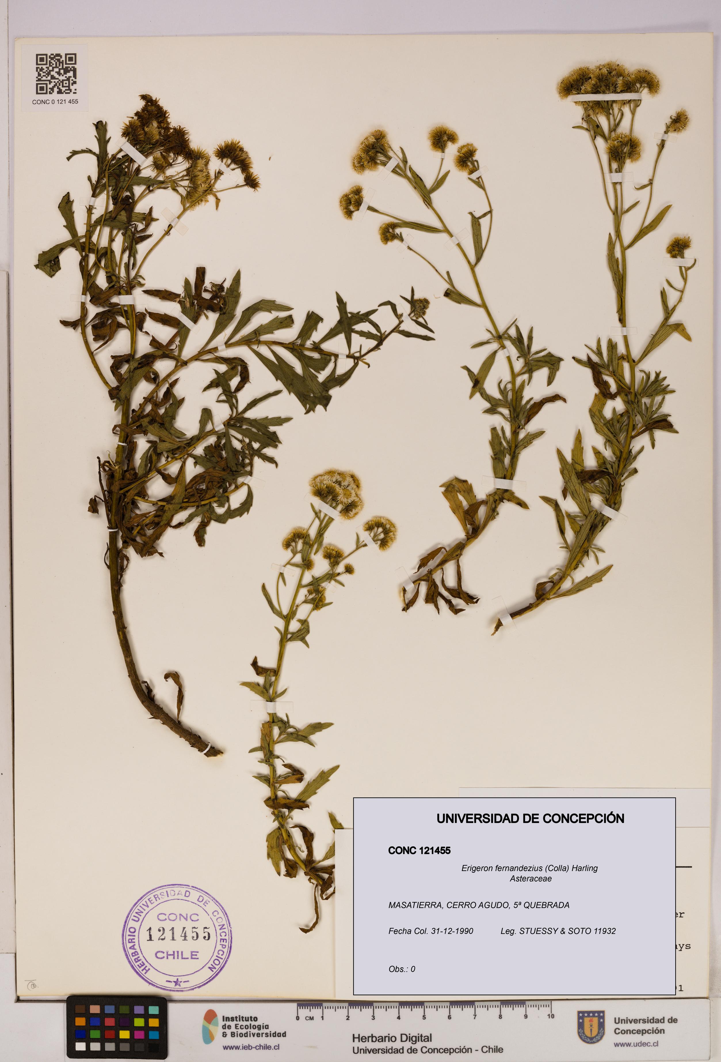 Erigeron fernandezius [Espécimen: UDEC:CONC:0121455]