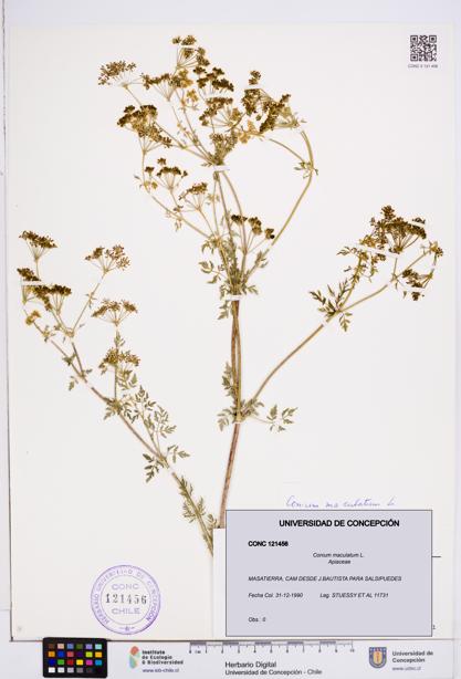 Conium maculatum [Espécimen: ]