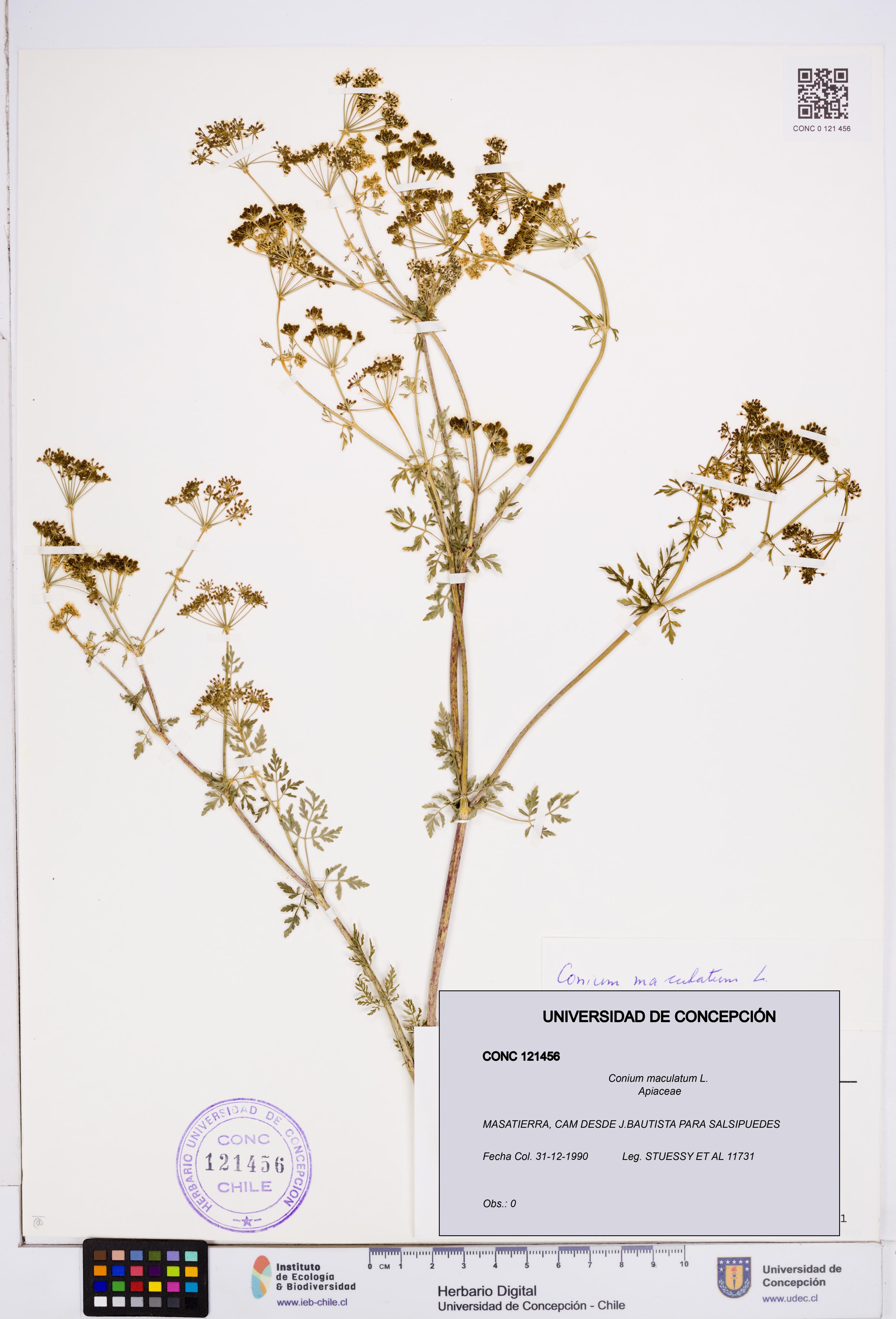 Conium maculatum [Espécimen: ]