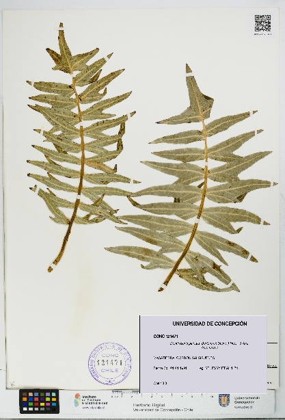 Dendroseris pinnata [Espécimen: UDEC:CONC:0121471]