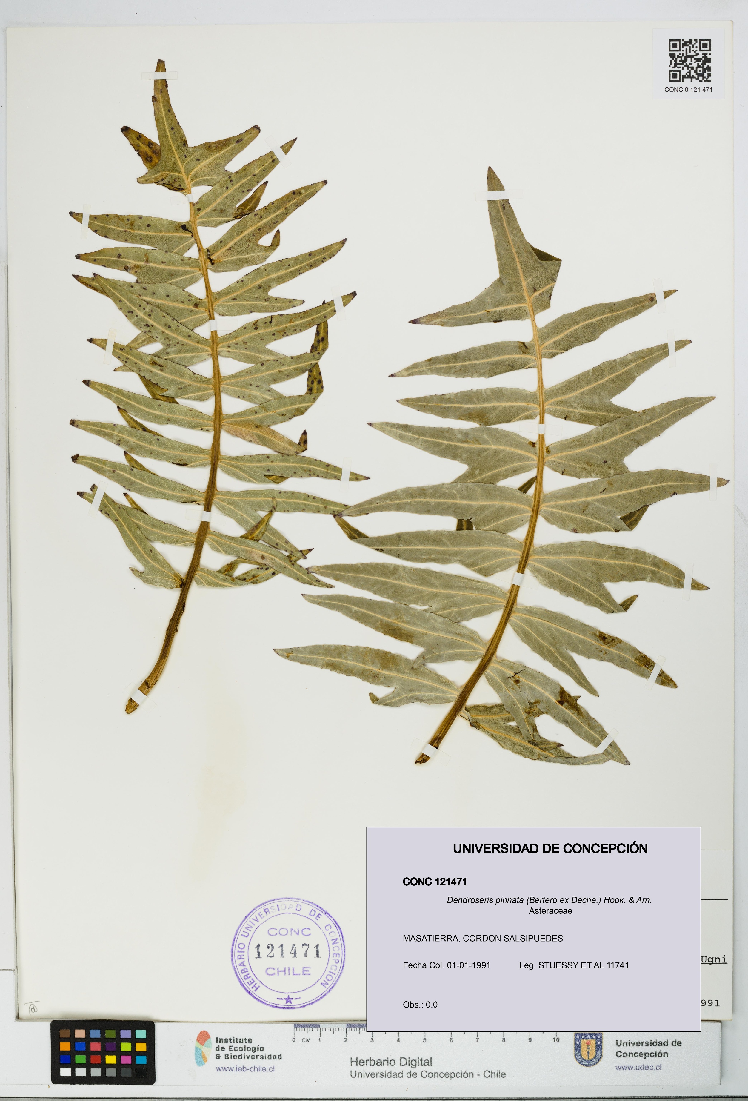 Dendroseris pinnata [Espécimen: UDEC:CONC:0121471]