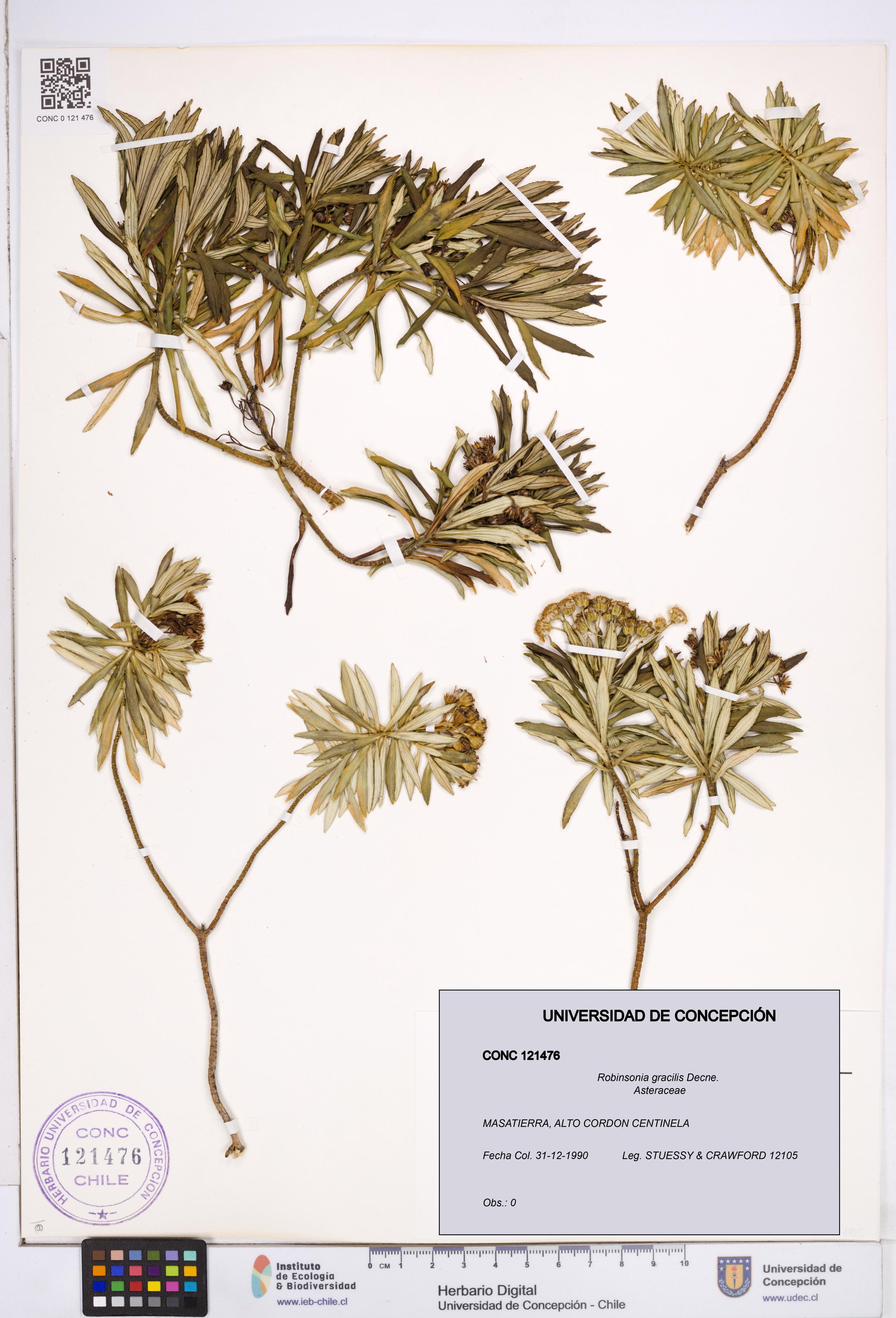 Robinsonia gracilis [Espécimen: ]