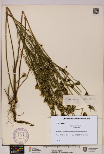 Hypochaeris radicata [Espécimen: UDEC:CONC:0121481]