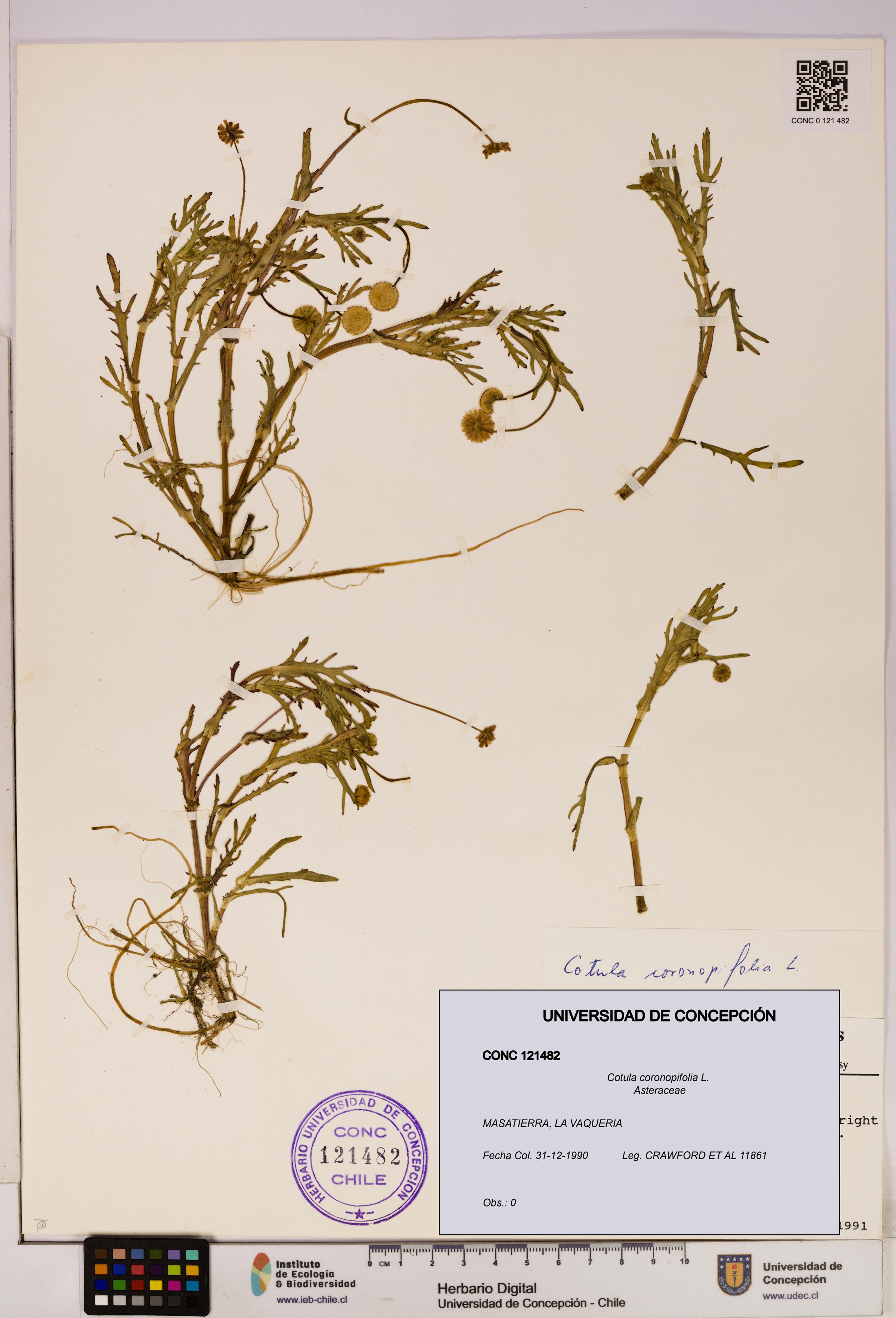 Cotula coronopifolia [Espécimen: UDEC:CONC:0121482]