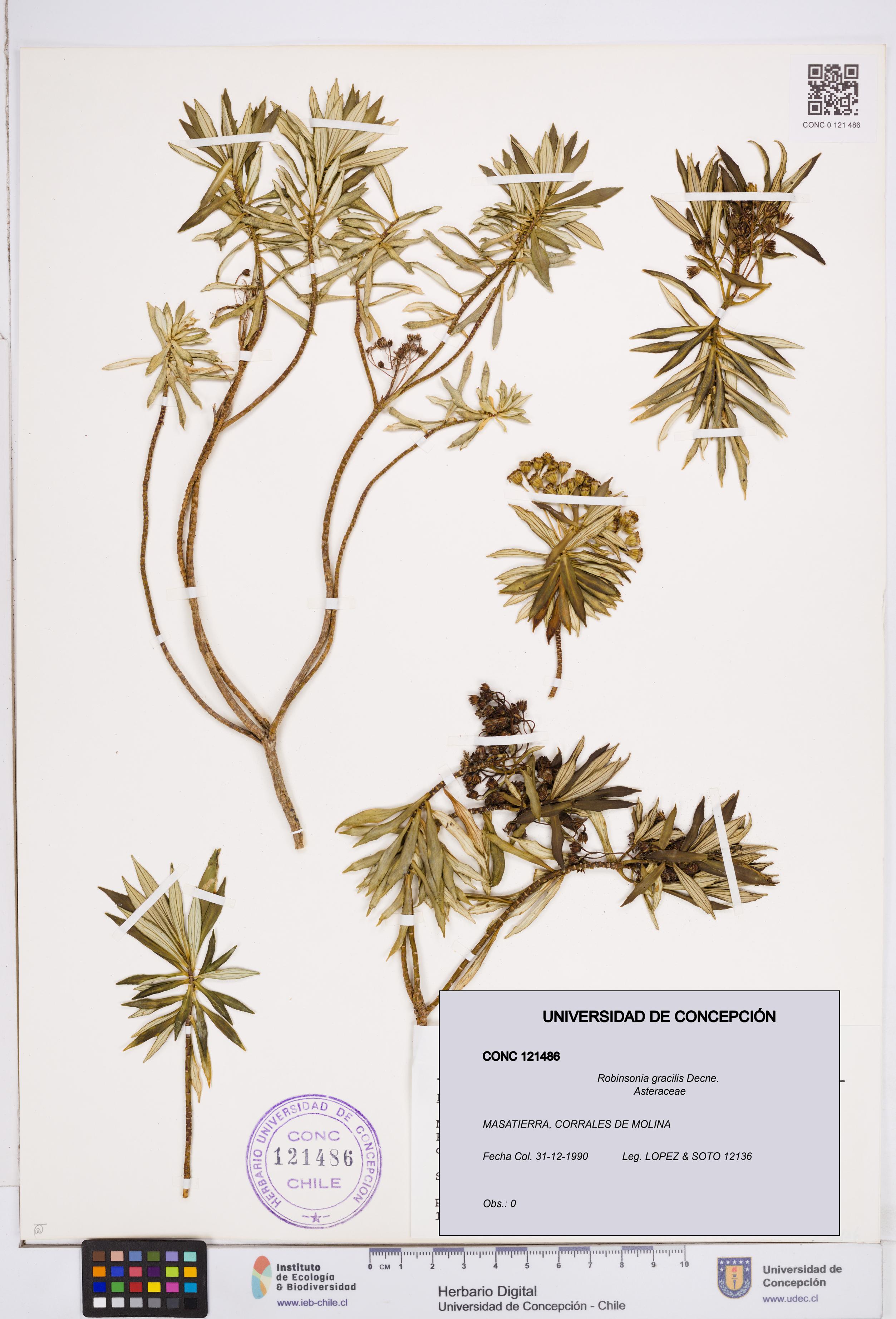 Robinsonia gracilis [Espécimen: ]