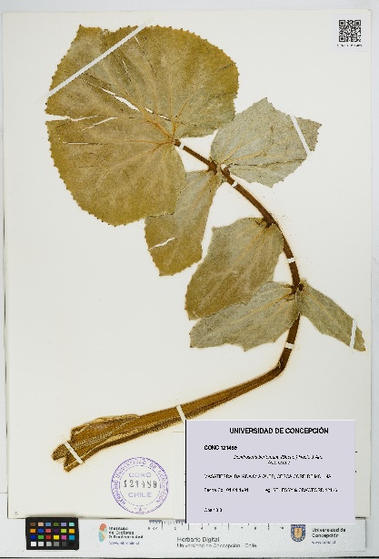 Dendroseris berteroana [Espécimen: UDEC:CONC:0121489]