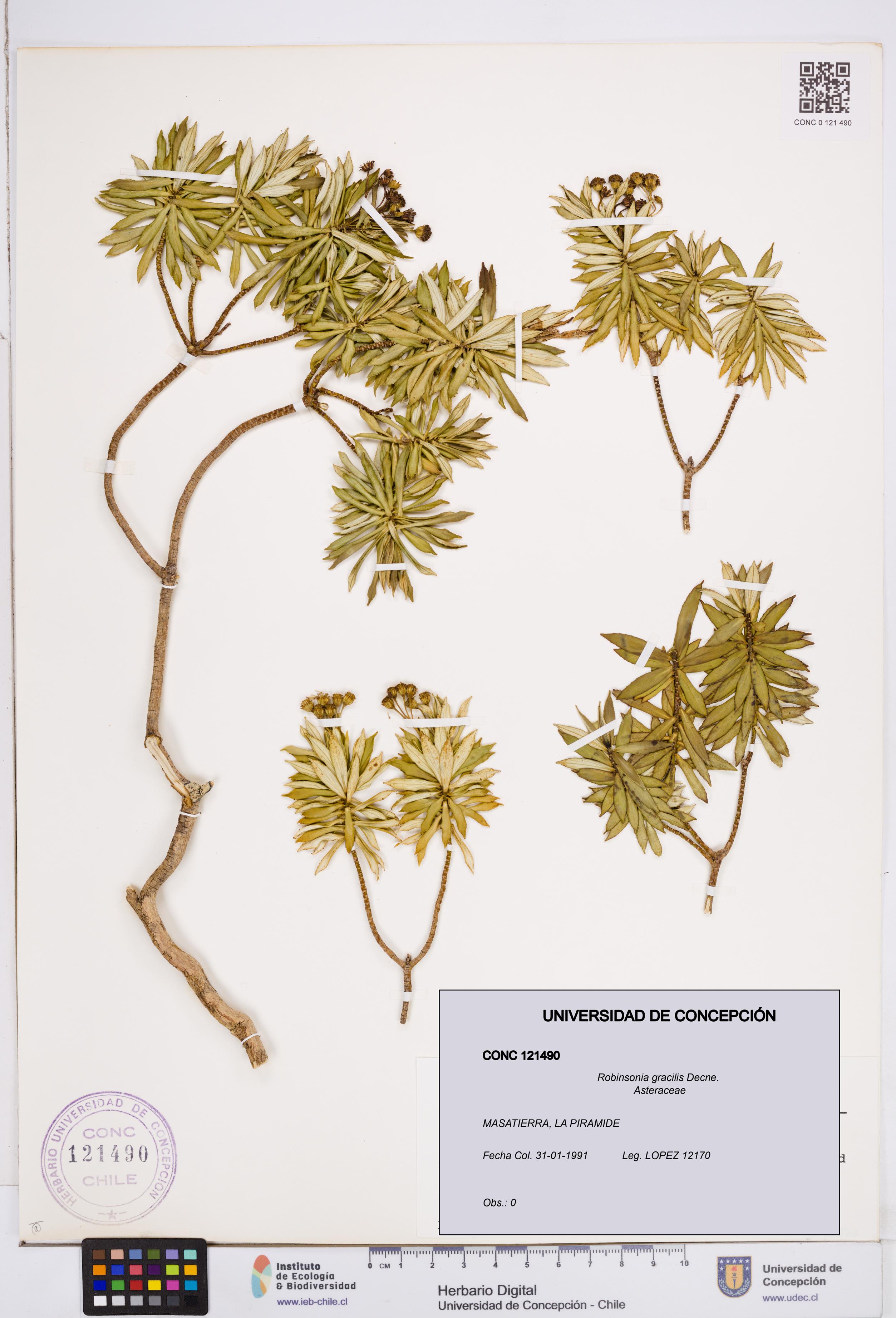 Robinsonia gracilis [Espécimen: ]