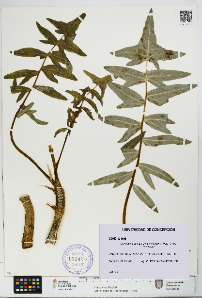 Dendroseris pinnata [Espécimen: UDEC:CONC:0121495]