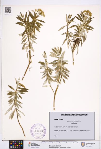 Robinsonia gracilis [Espécimen: ]