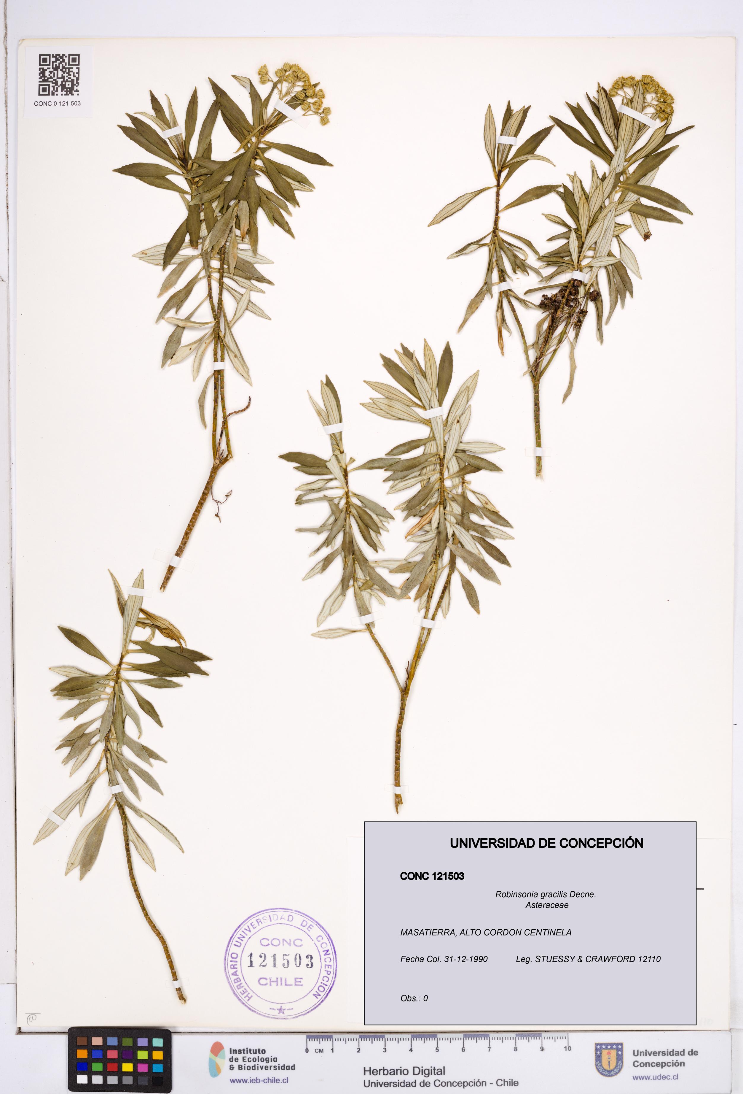 Robinsonia gracilis [Espécimen: ]