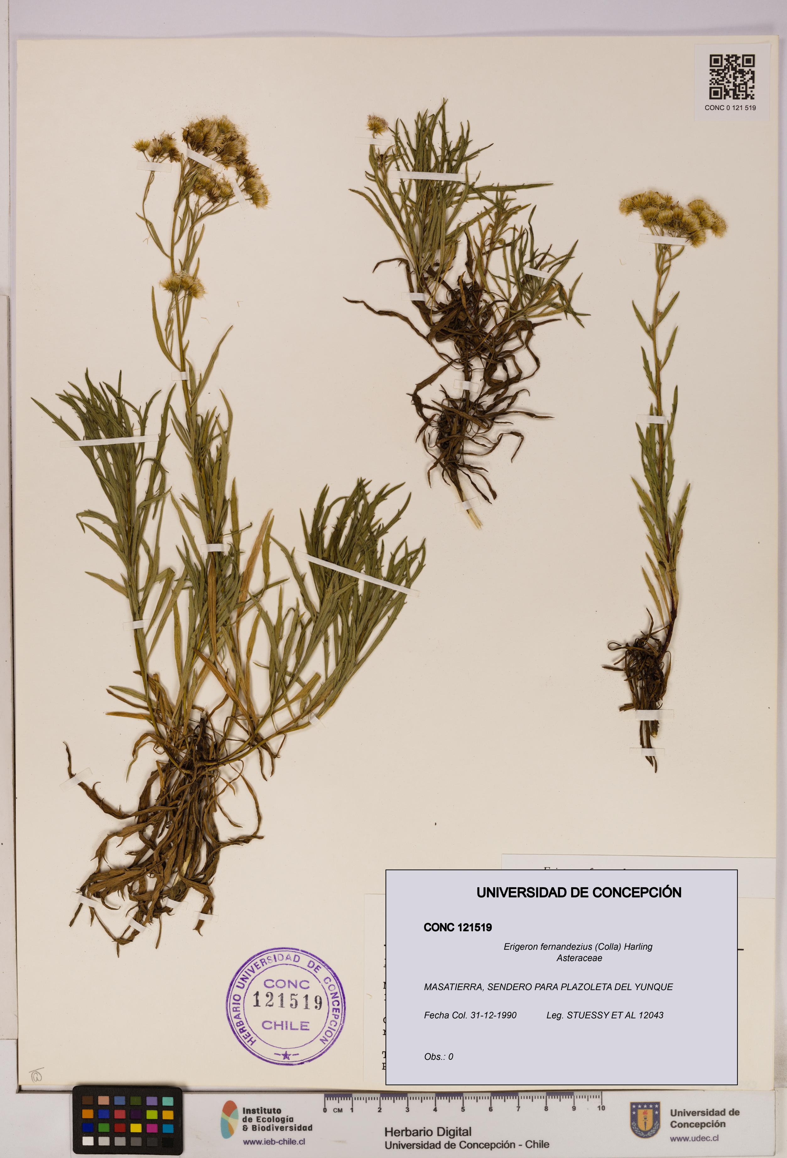 Erigeron fernandezius [Espécimen: UDEC:CONC:0121519]