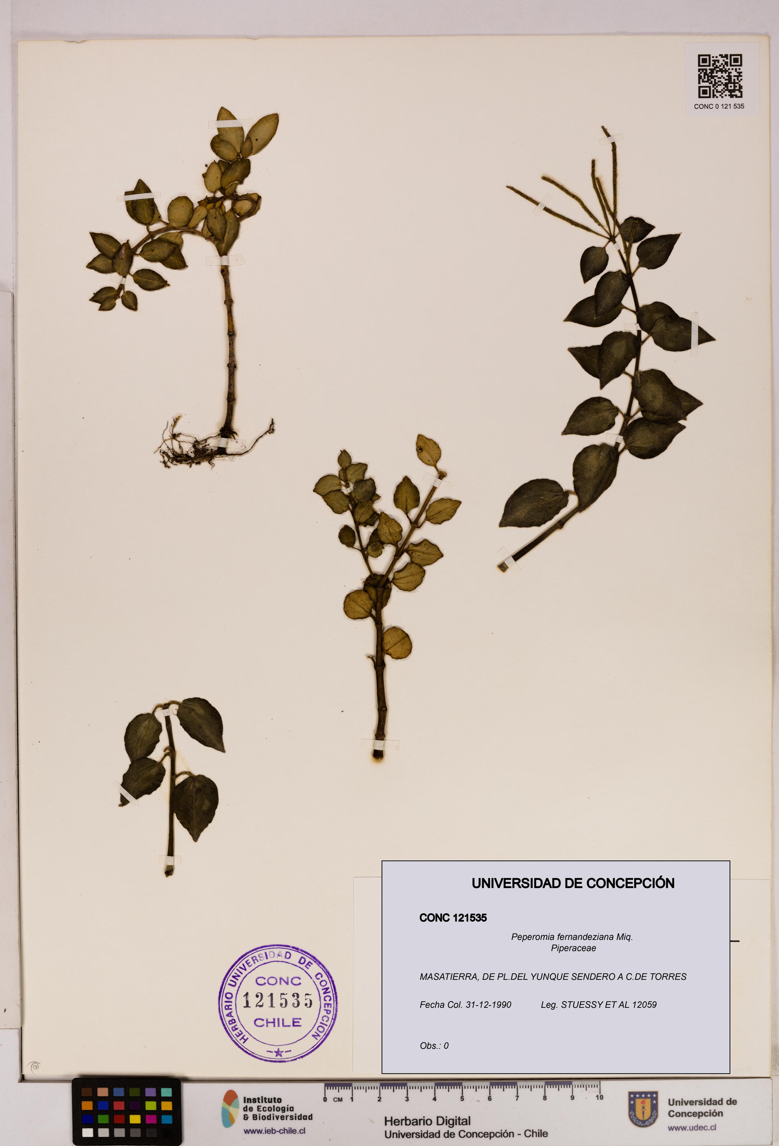 Peperomia fernandeziana [Espécimen: UDEC:CONC:0121535]