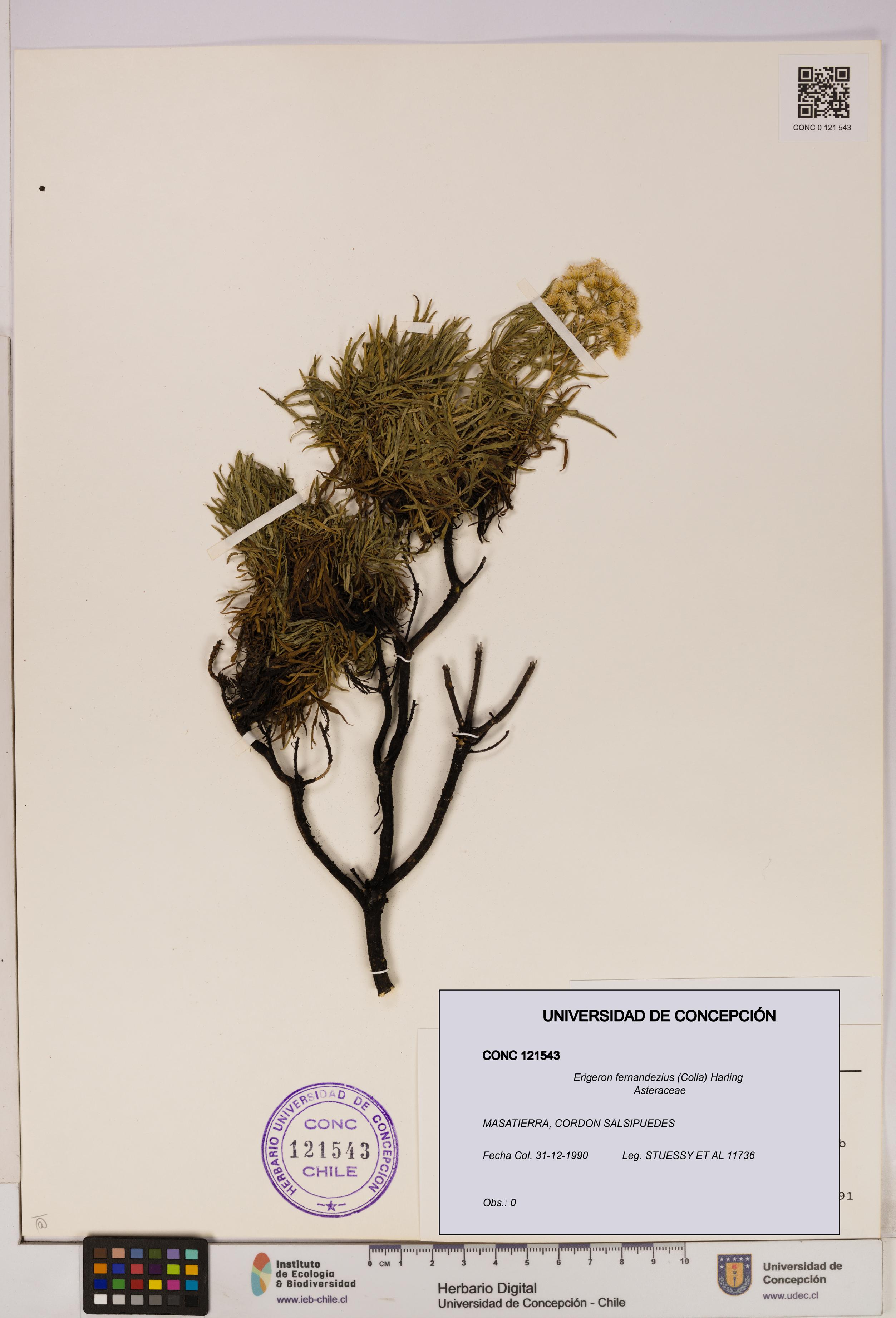 Erigeron fernandezius [Espécimen: UDEC:CONC:0121543]